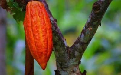 Los 7 beneficios del cacao que debes conocer